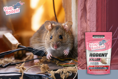 What to do in case of rodent infestation?